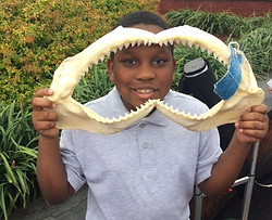 shark teeth.jpg